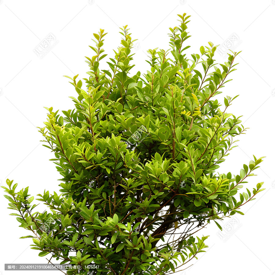 [免摳素材]白色背景上的綠色灌木叢