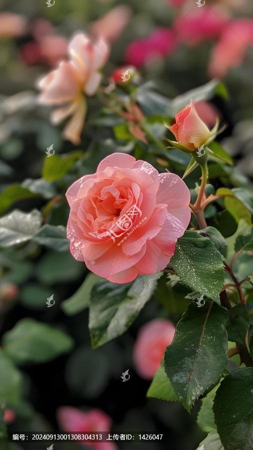 花園里的粉色玫瑰花