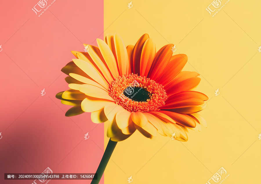 粉色黃色背景上的單朵橙色非洲菊