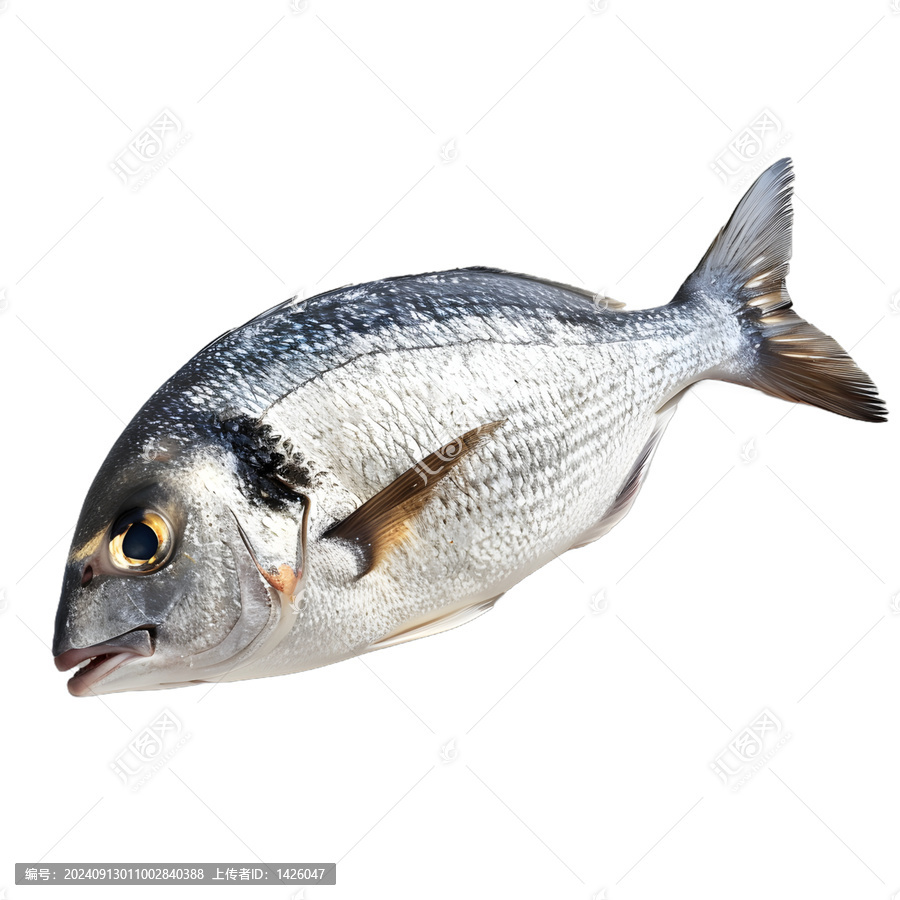 [免摳素材]新鮮的整條金頭鯛魚