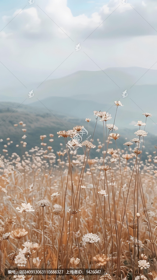 山坡野花田風(fēng)景