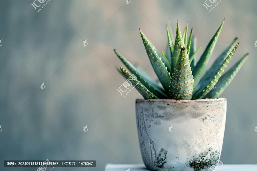 灰色花盆里的多肉植物特寫(xiě)