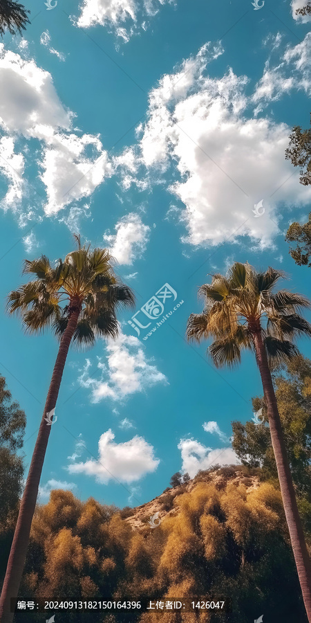 加州棕櫚樹和藍天白云