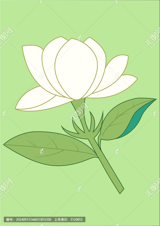 茉莉花矢量插畫素材