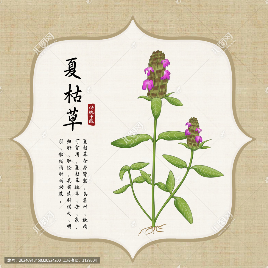 夏枯草插畫(huà)