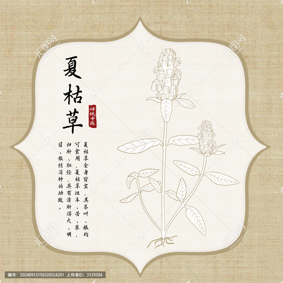 手繪夏枯草