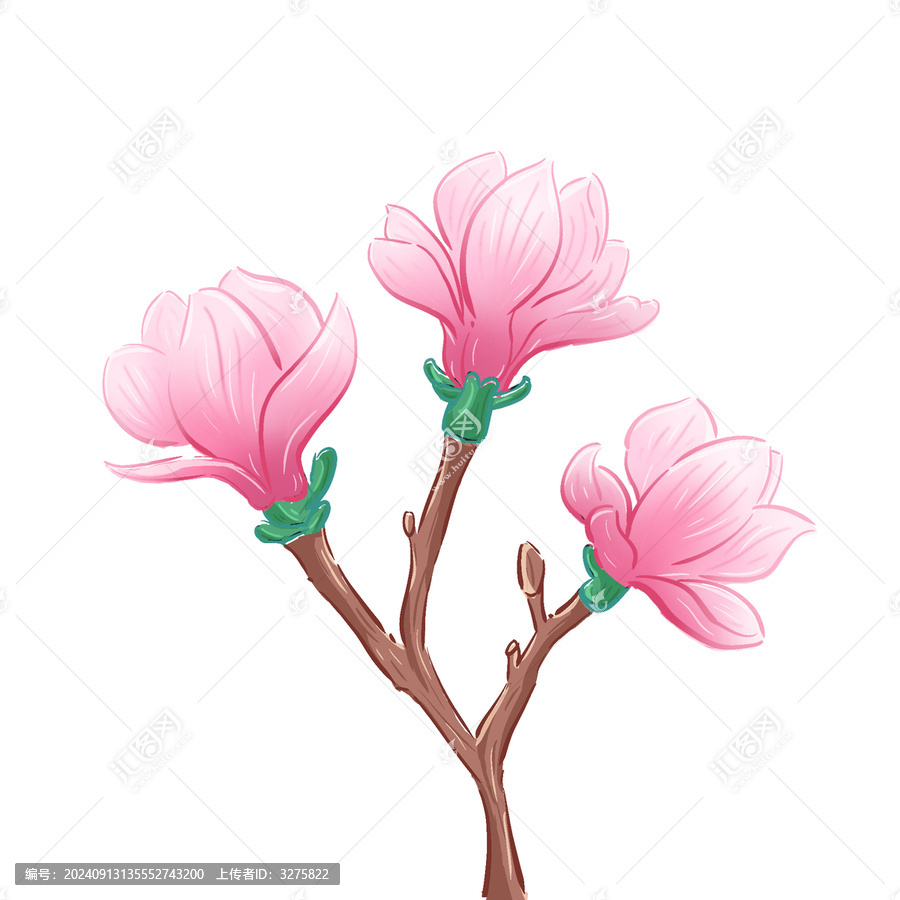 玉蘭花兒插畫