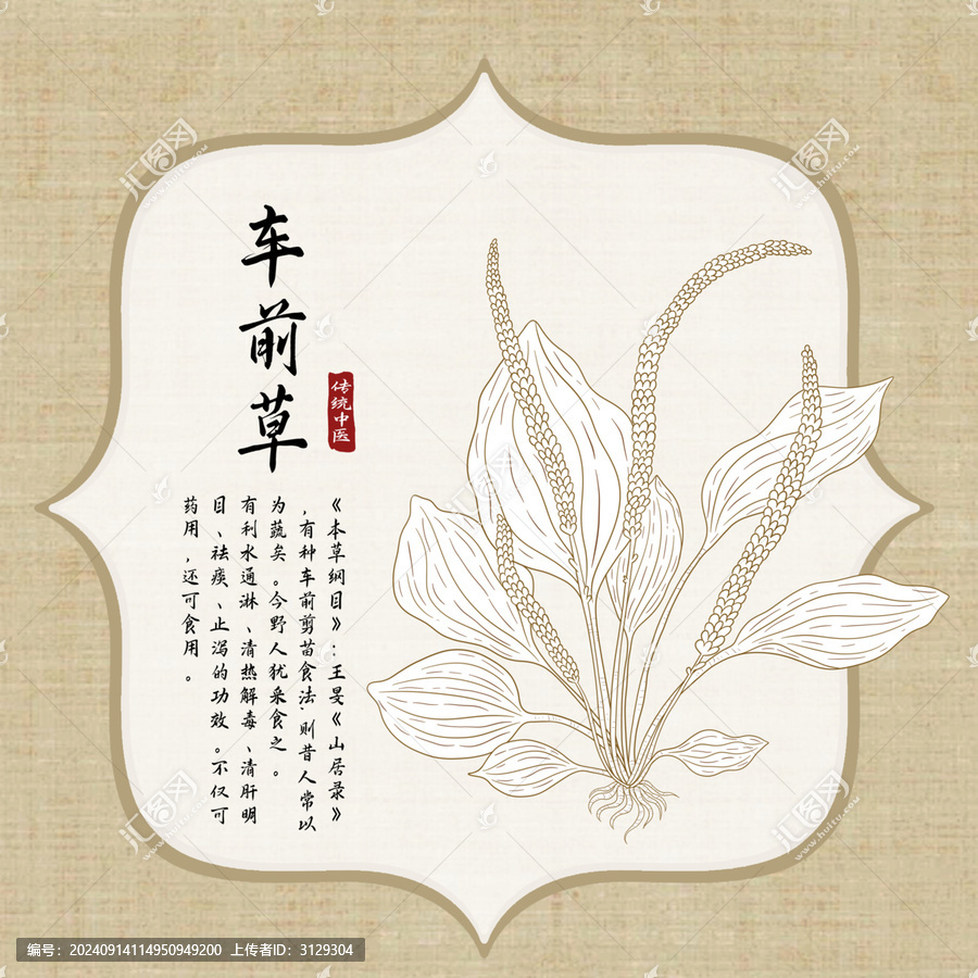 手繪車(chē)前草