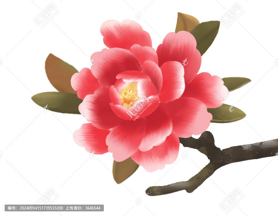 中式茶花插畫分層可編輯