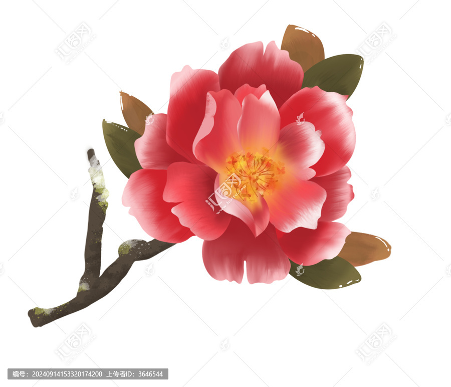 花卉插畫