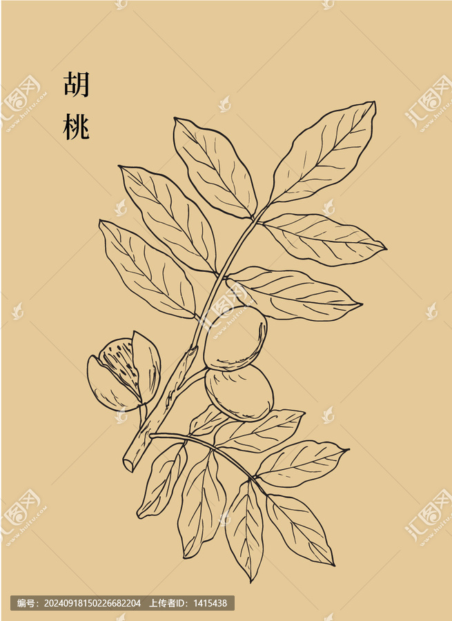 胡桃