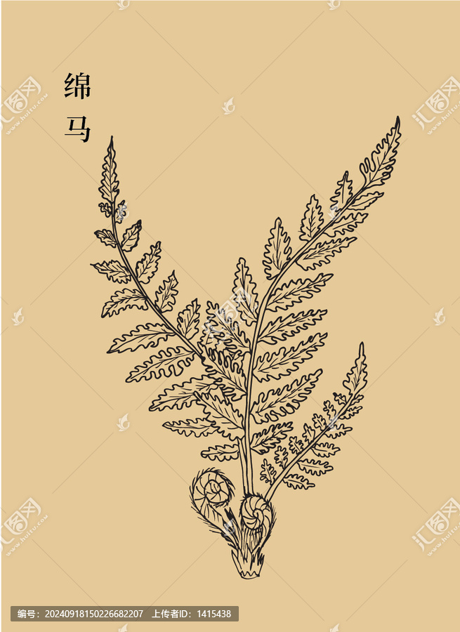 綿馬