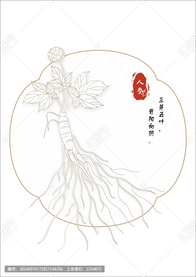人參線稿
