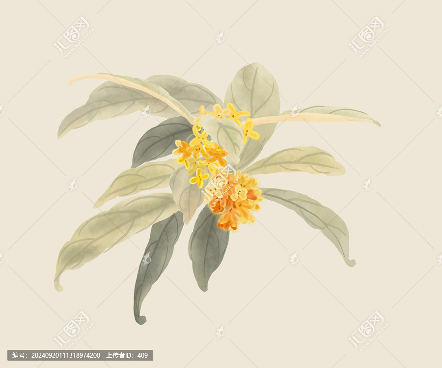 桂花水墨插畫