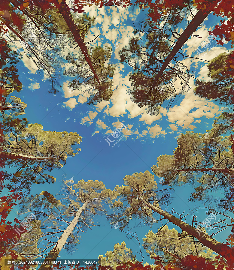 高聳樹木下看天空