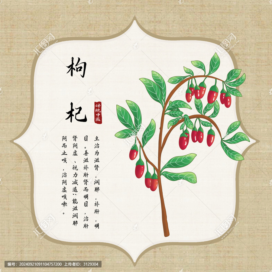 枸杞插畫