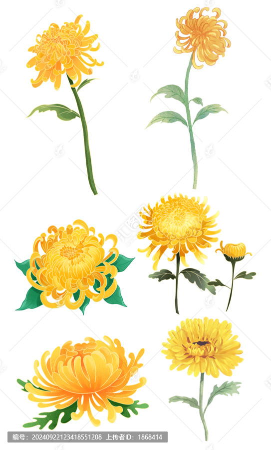 菊花國(guó)潮國(guó)風(fēng)水彩插畫