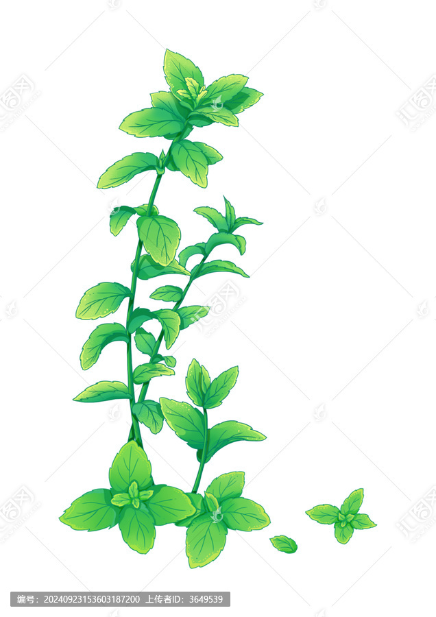 薄荷插畫