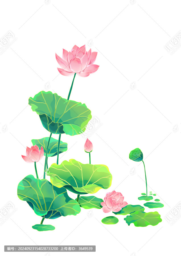 荷花國風(fēng)插畫