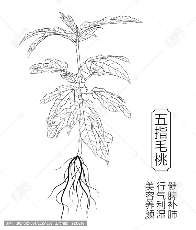 五指毛桃