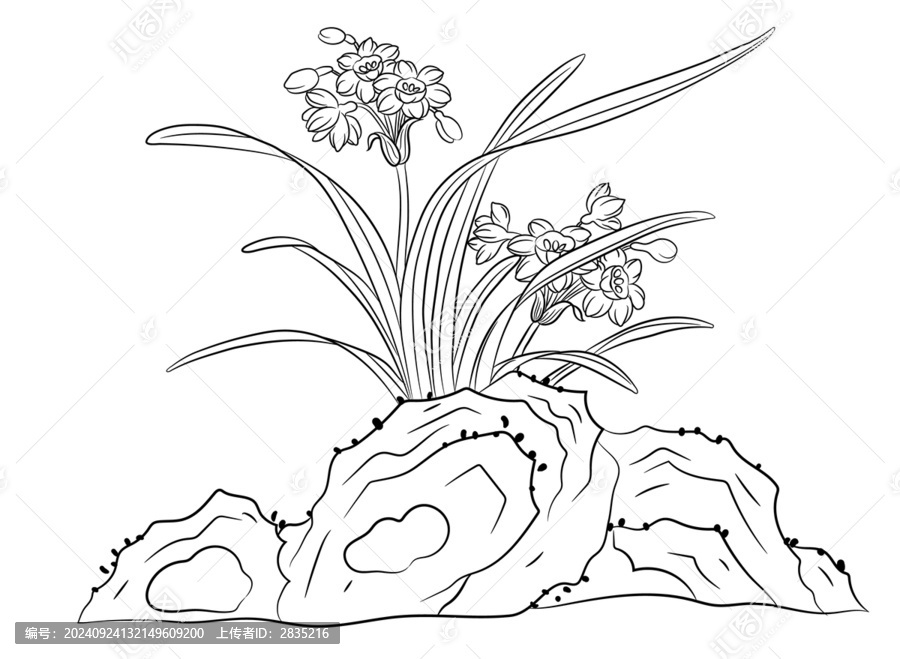 水仙花