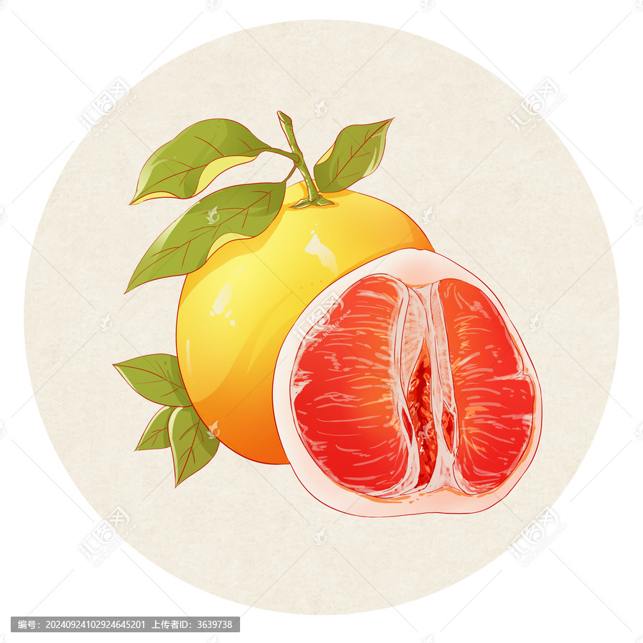 紅柚插畫
