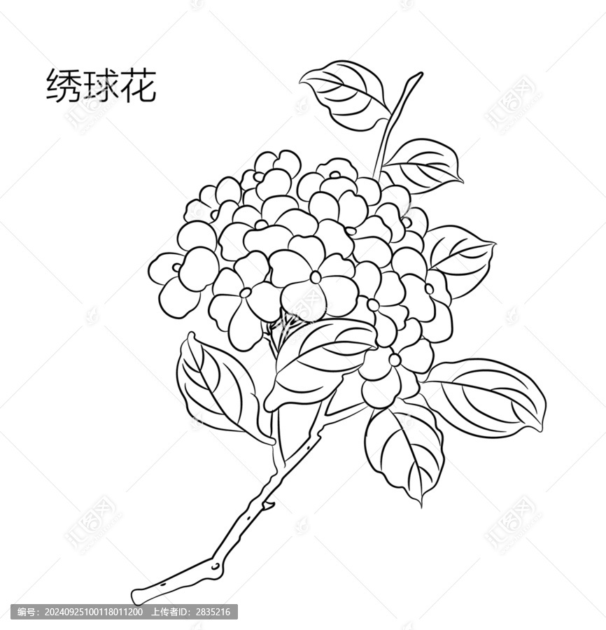 繡球花