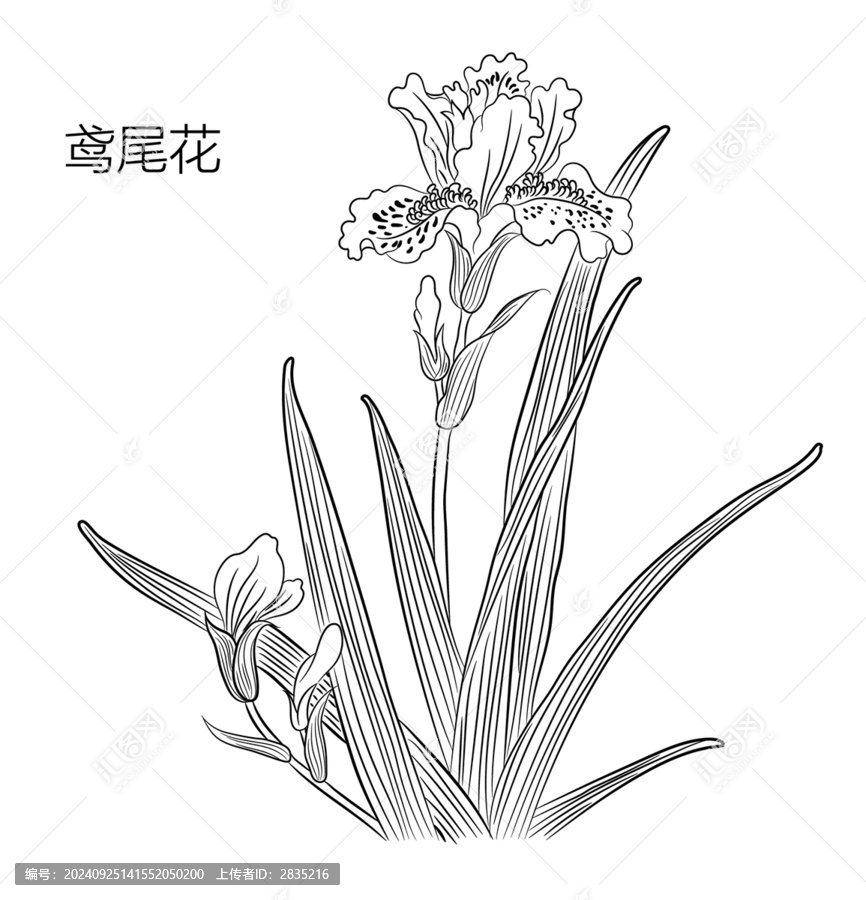 鳶尾花