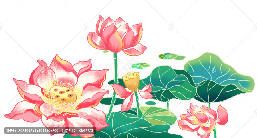 手繪荷花蓮葉插畫