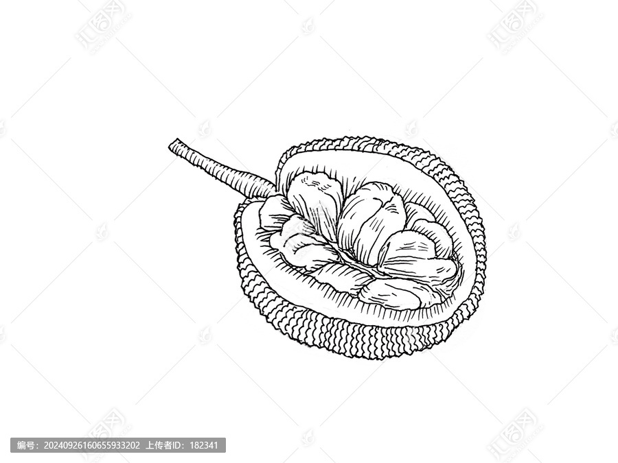 菠蘿蜜線稿圖