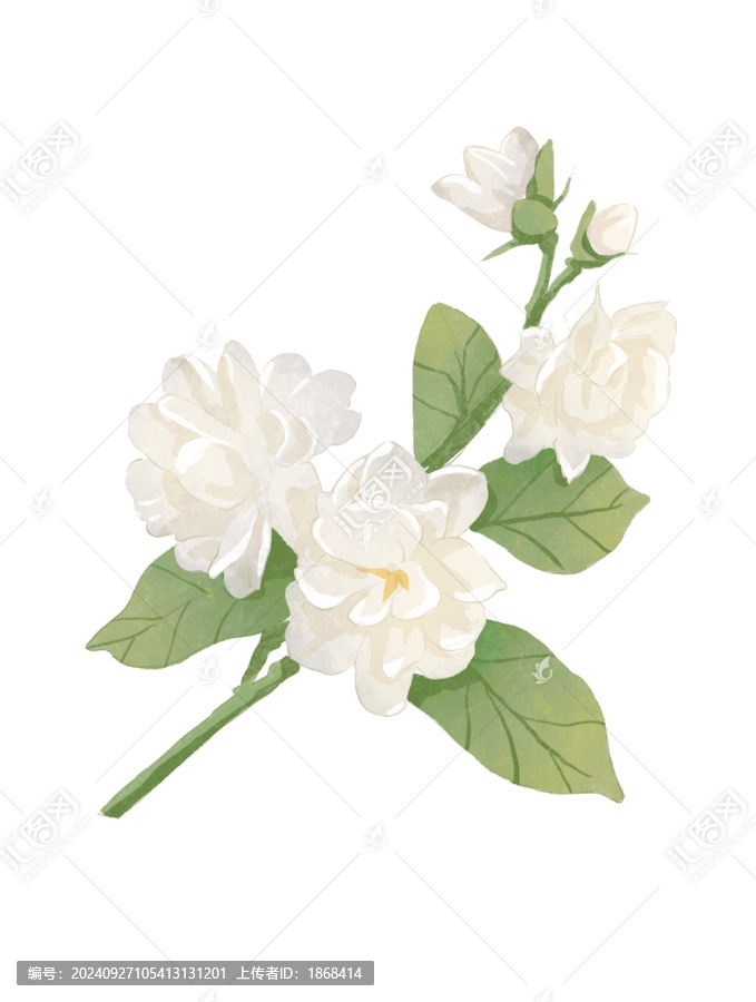 茉莉花花朵水彩插畫(huà)