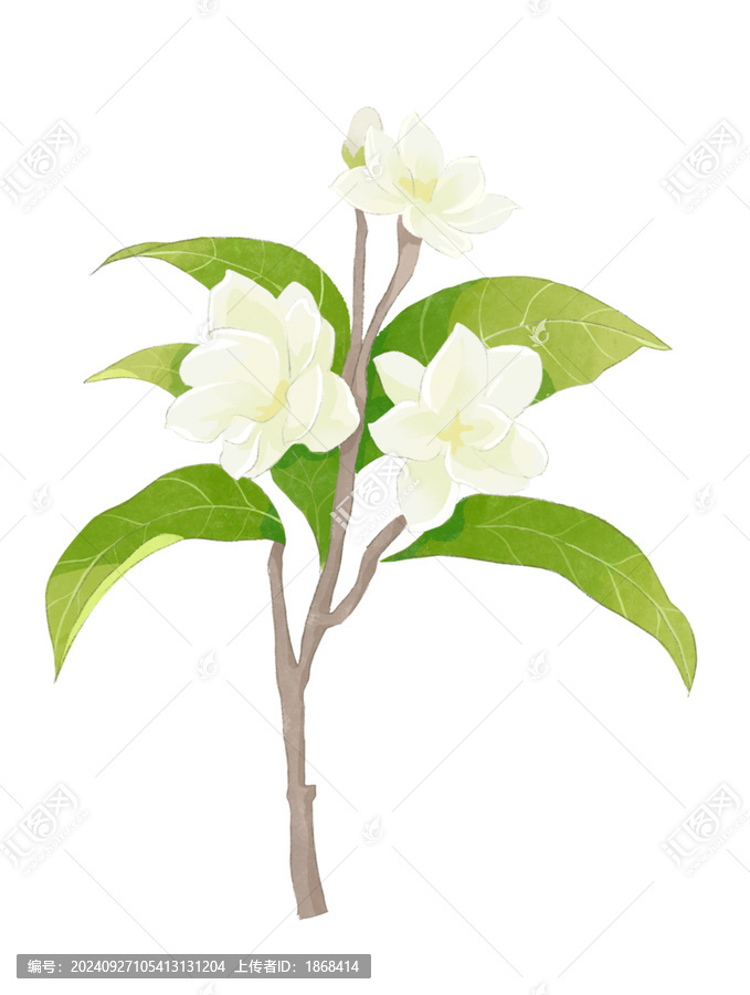 茉莉花花朵水彩插畫(huà)