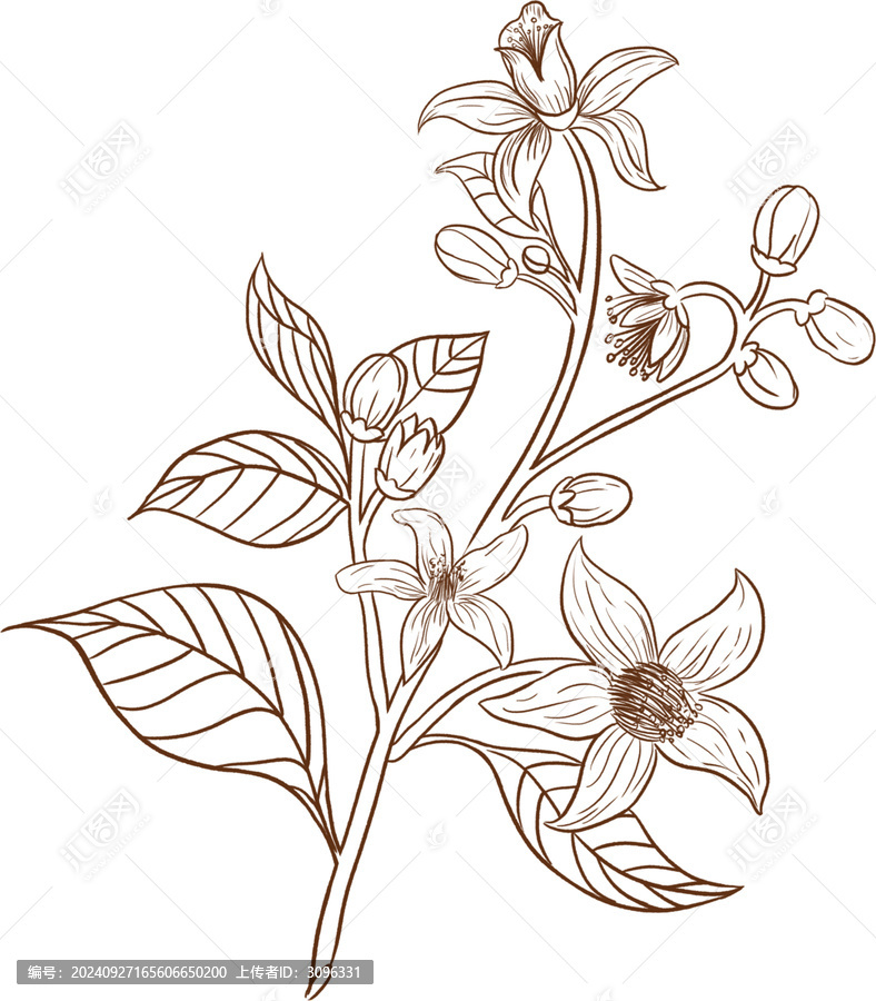 橙花植物線稿