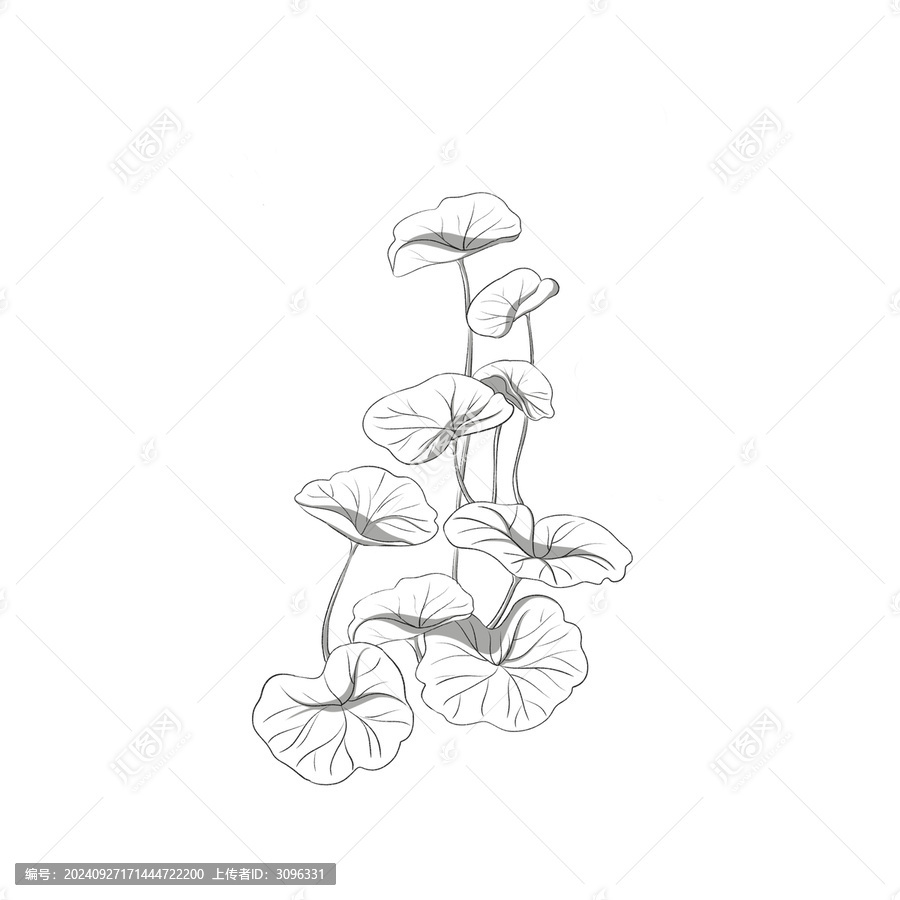 積雪草植物插畫