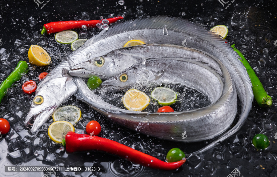 東海帶魚