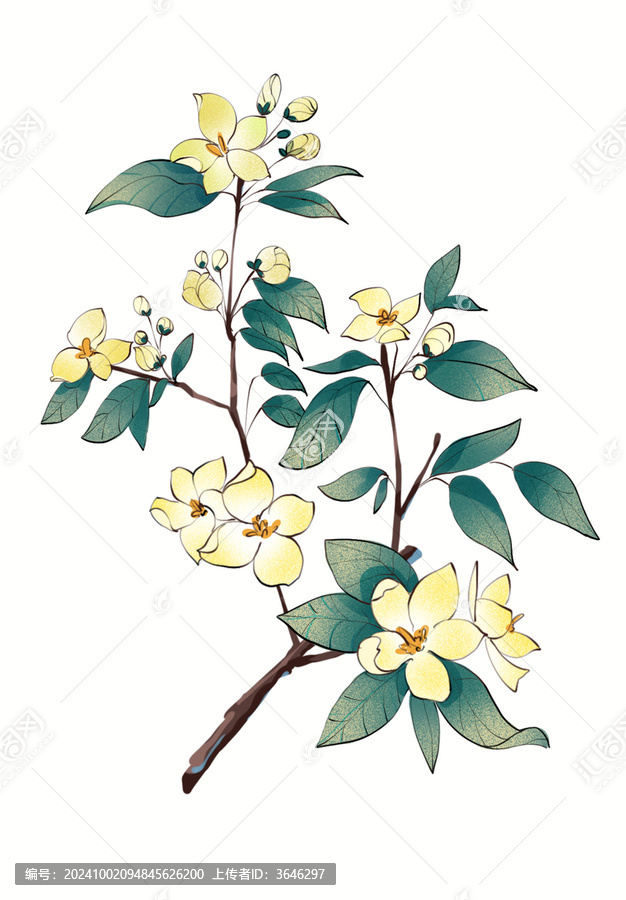 山梅花