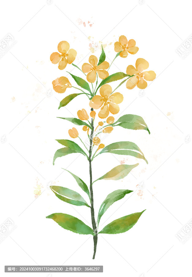 野花