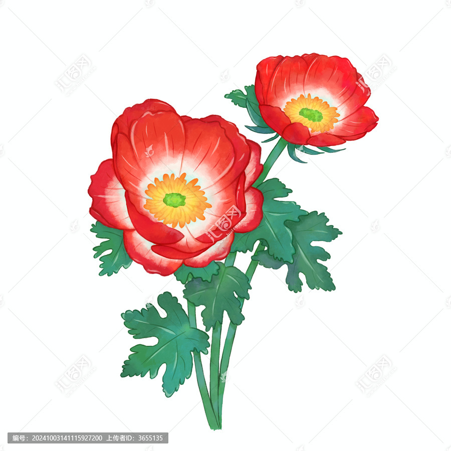手繪紅色虞美人
