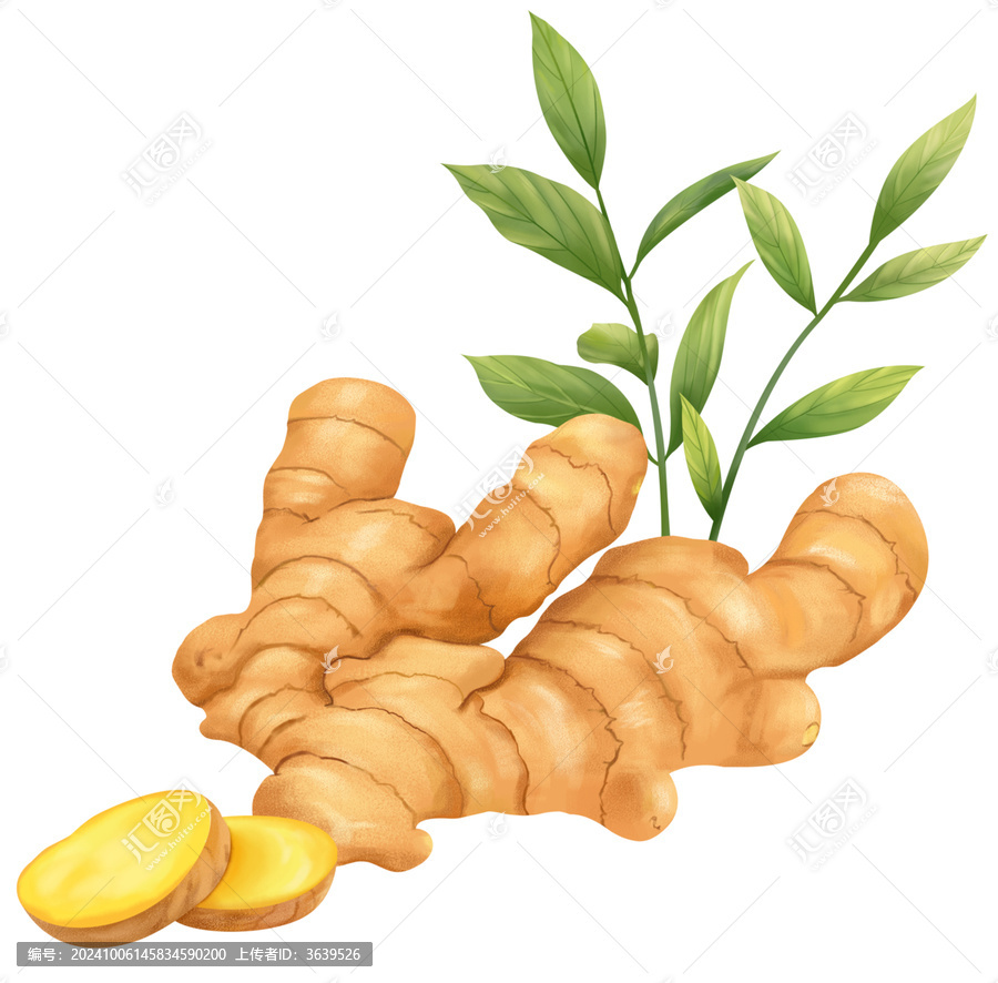 手繪插畫免摳圖形生姜姜片葉子
