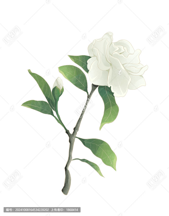 梔子花花朵水彩插畫(huà)