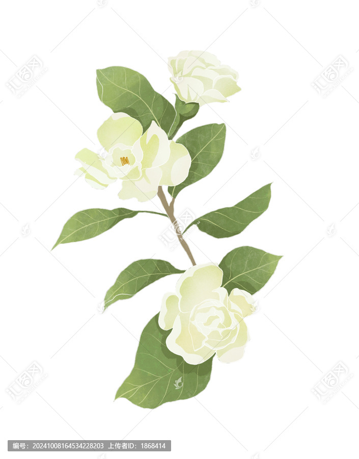 梔子花花朵水彩插畫