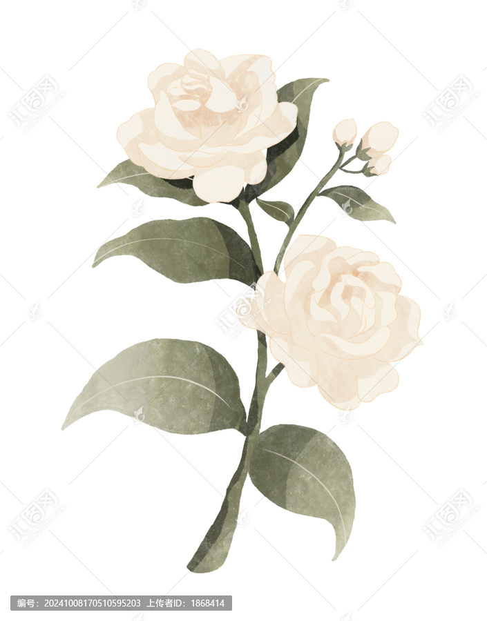梔子花花朵水彩插畫