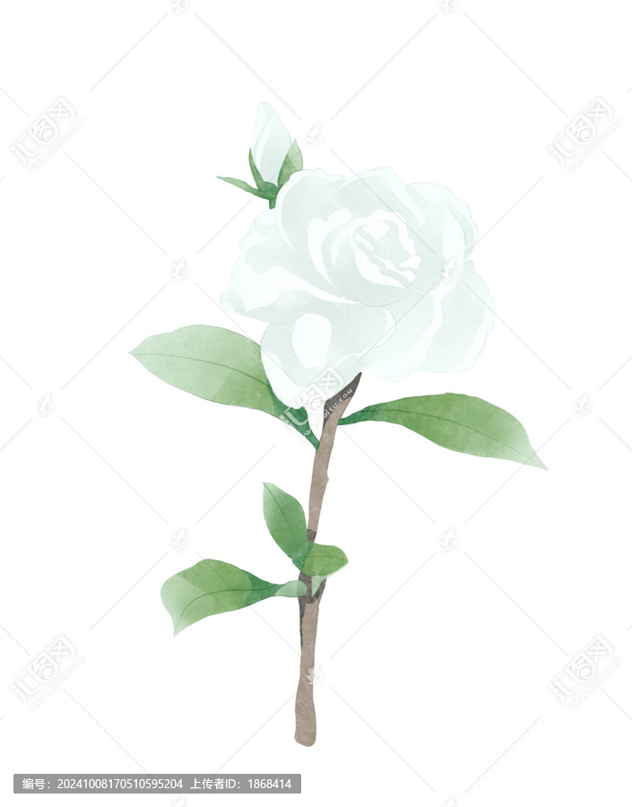 梔子花花朵水彩插畫