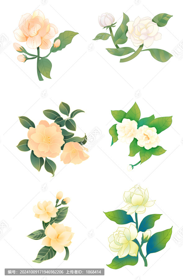 茉莉花朵國潮插畫