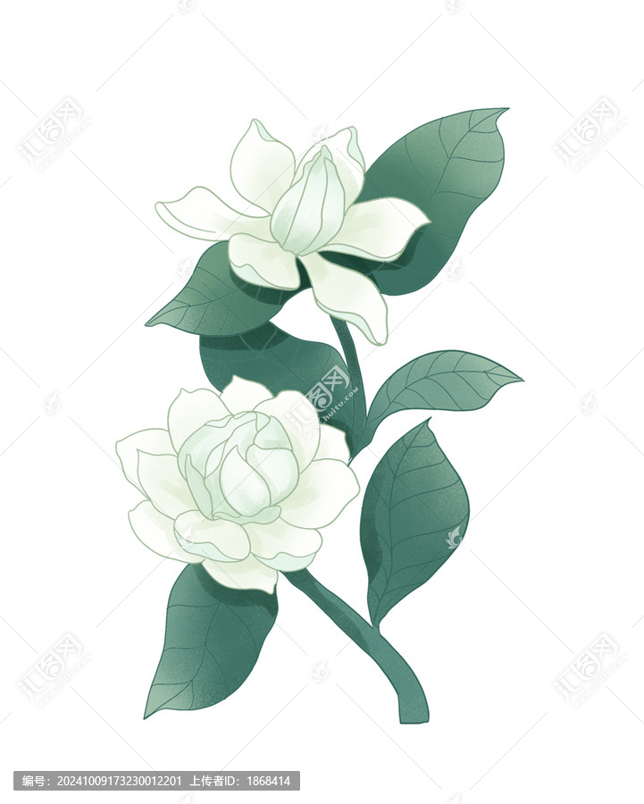 茉莉花朵國潮插畫