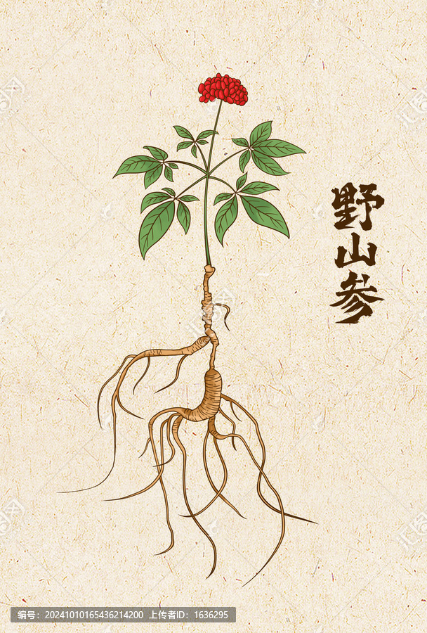 野山參手繪