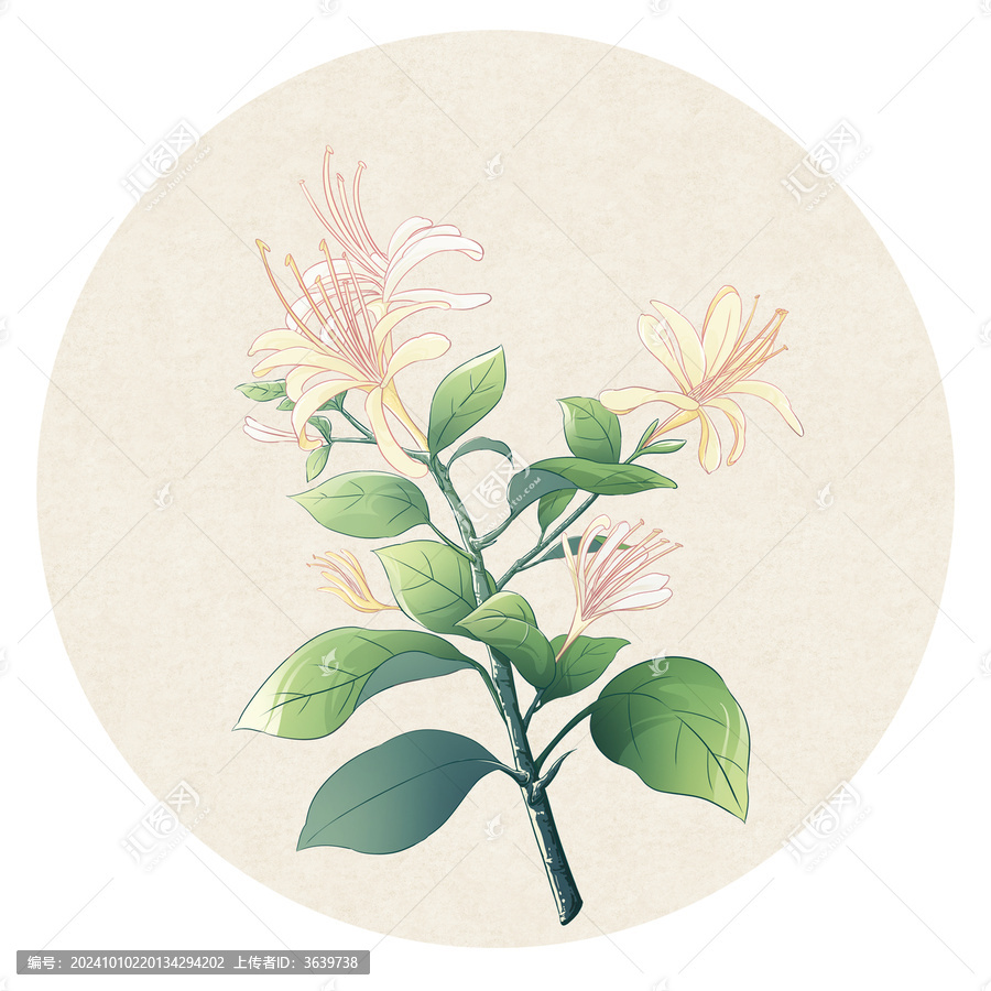 金銀花國(guó)風(fēng)插畫(huà)