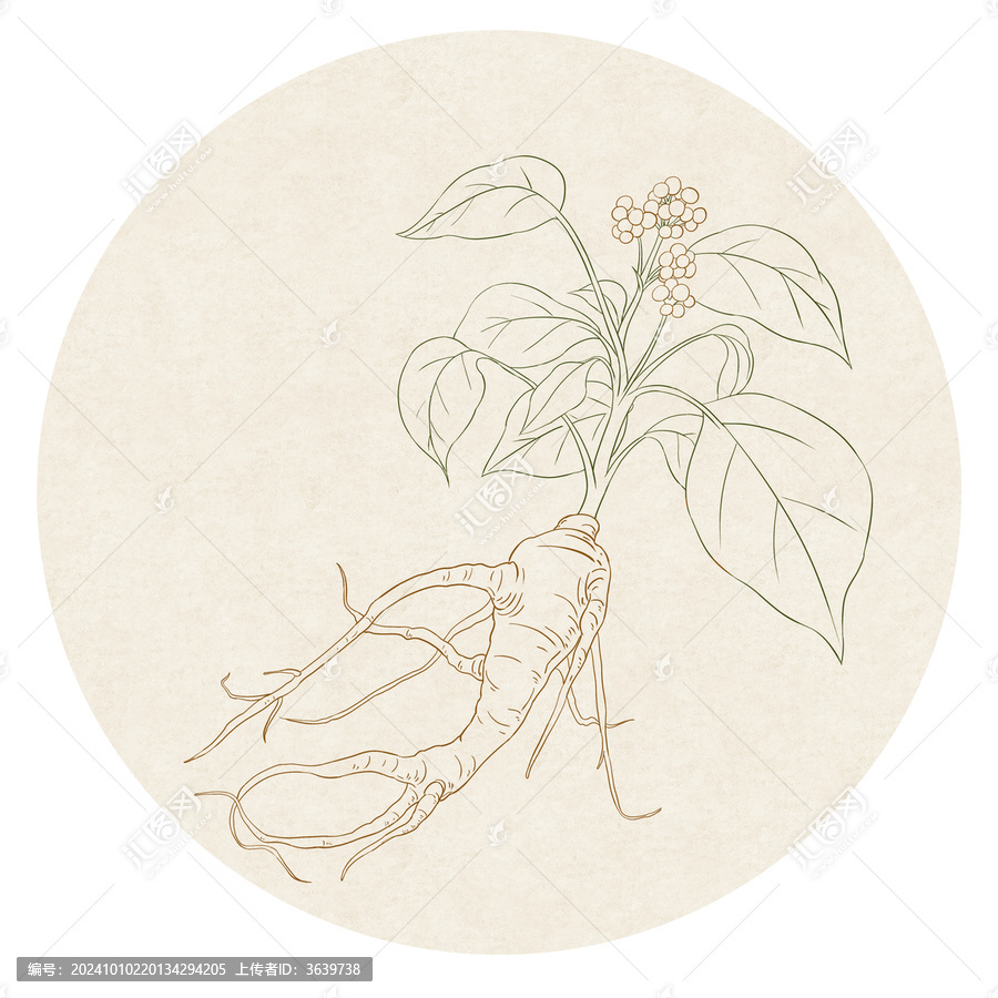 人參白描線稿