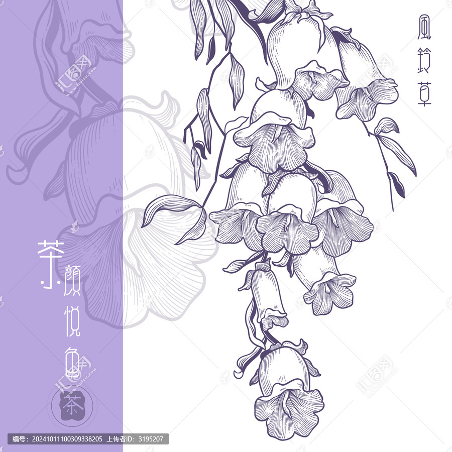 線描手繪風(fēng)鈴草