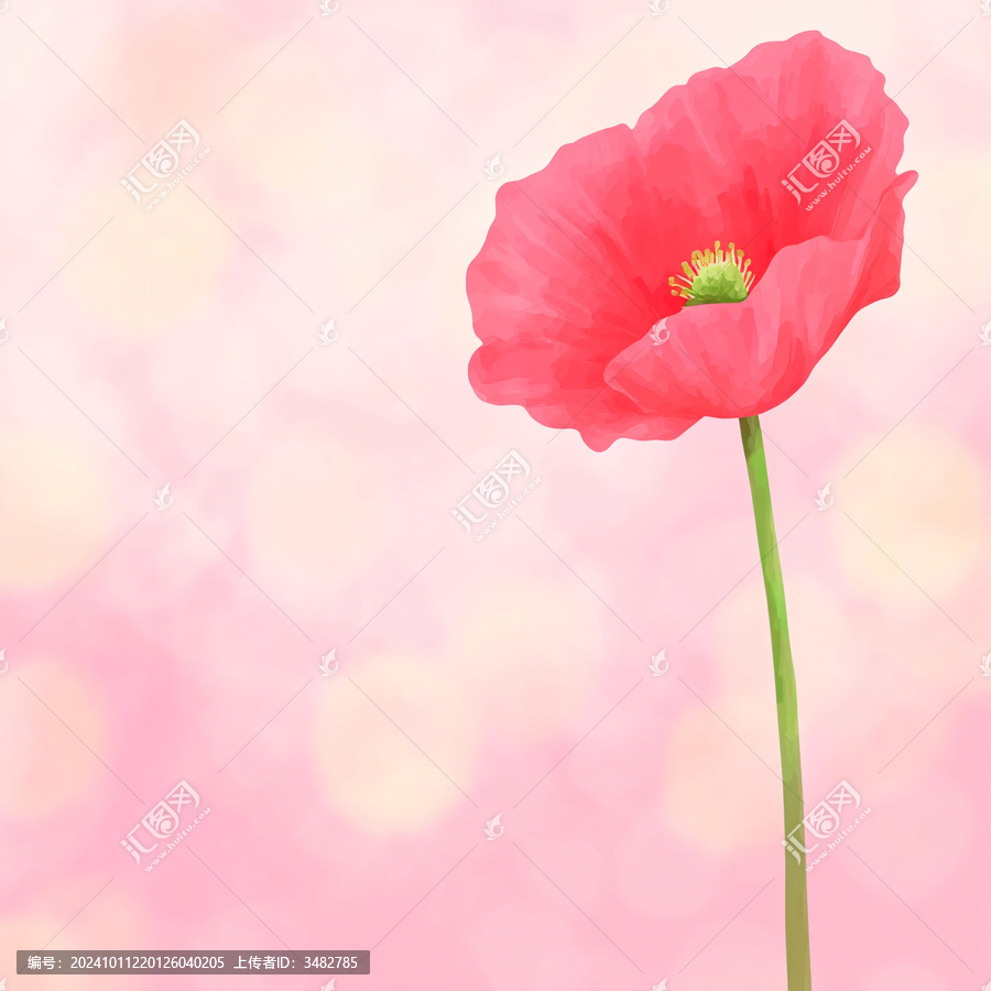唯美虞美人花